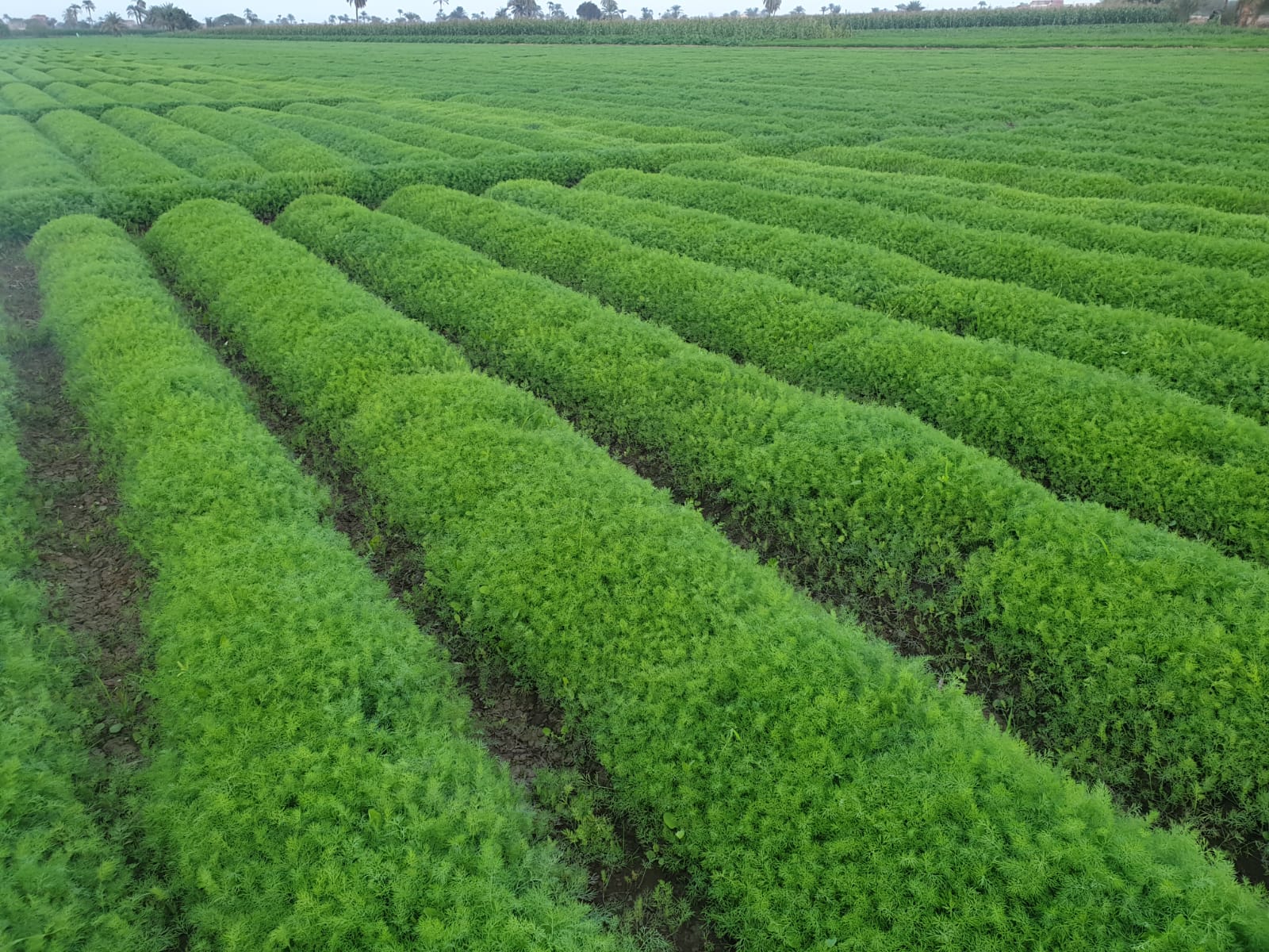 showing our real work